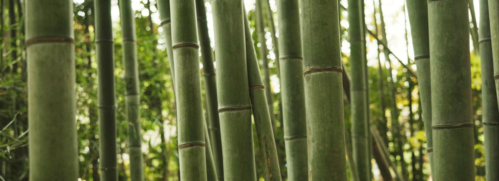 Impatto del tema della sostenibilità nella progettazione: linee guida normative, prodotti ecosostenibili e casi studio